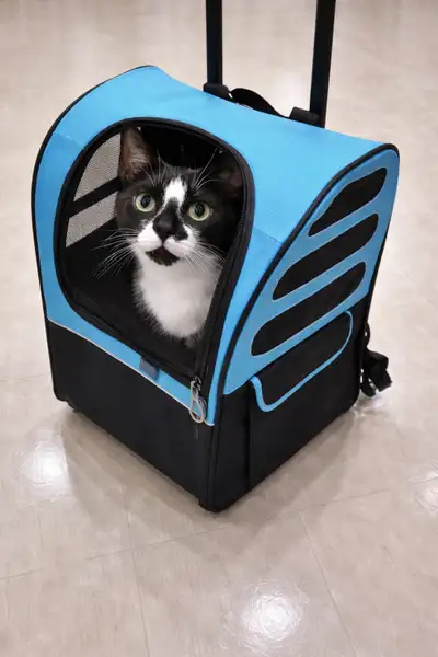 Cat/Dog stroller., View more