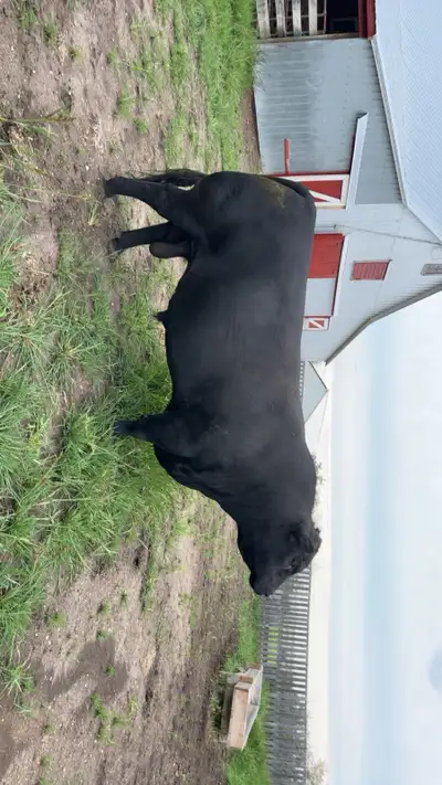 Black Angus Bull -, View more