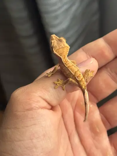 En / Fr - Extreme Harlequin Gecko Baby for sale, just a few weeks old. - DM for more info!