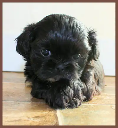 Shih tzu puppies coming HOUSE TRAINED; purebred; CKC reg'd, View more