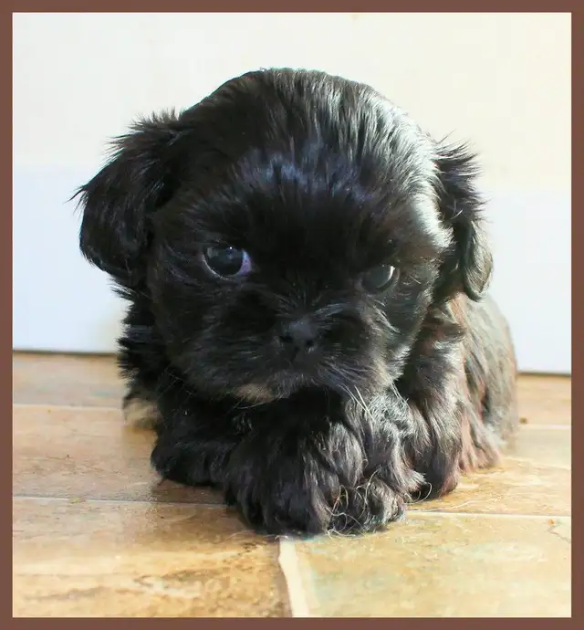 Shih tzu puppies coming HOUSE TRAINED; purebred; CKC reg'd in Dogs & Puppies for Rehoming in City of Toronto - Image 2