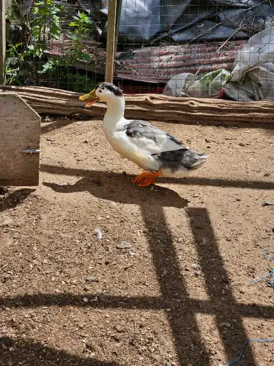 Pekin/Cayuga duck