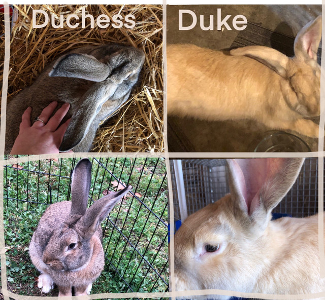 Continental Giant Rabbits in Small Animals for Rehoming in Trenton