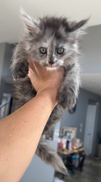 Registered Purebred Mainecoon kittens 