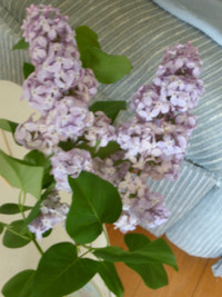 Lilac, arbustes