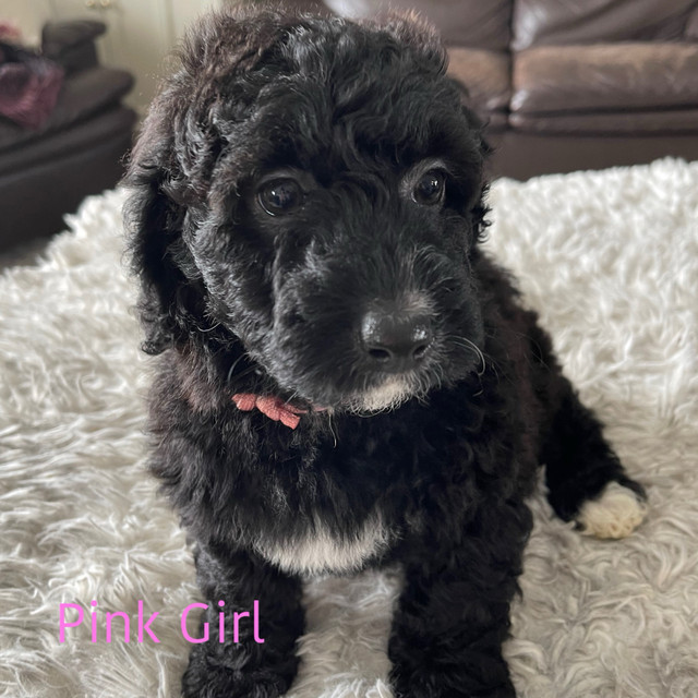 Mini  Bernedoodle puppies  DNA clear parents in Dogs & Puppies for Rehoming in Winnipeg - Image 2