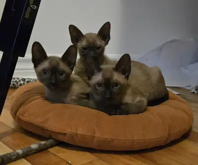 Bonjour Ces mignons chatons recherchent leur famille pour la vie Ils/elles sont née le 17 mars 2025...