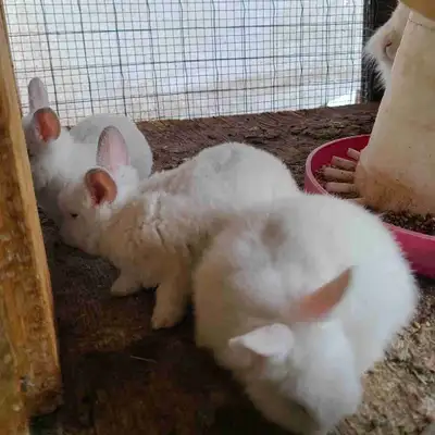 Beautiful bunny Healthy and handled by my daughter, they are looking for new family, ready to go Ned...