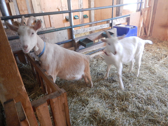 Nous vendons notre petit troupeau de chèvres Saanen pur-sang dans Animaux de ferme  à Rimouski / Bas-St-Laurent - Image 2