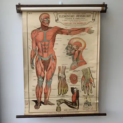 VTG AL Educational Series Elementary Physiology Pull Down Chart, View more