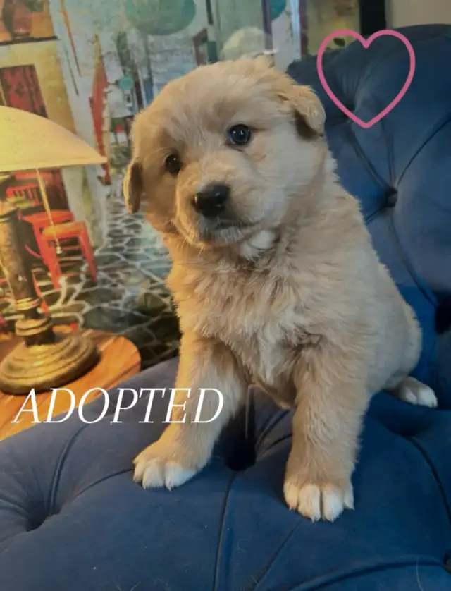 ALL ADOPTED White German Shepherd golden doodle puppies in Dogs & Puppies for Rehoming in Laval / North Shore - Image 8