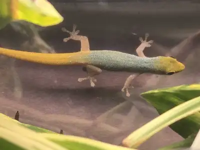 Cameroon dwarf gecko (conraui), View more