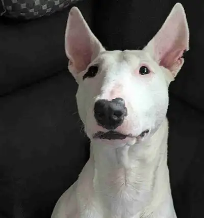 Bull terrier femelle de 1ans et 4 mois. Super gentille et douce mais dominante/craintive.Propre, obé...