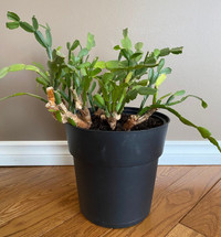 Christmas Cactus mother plant in 9" pot indoor potted plant