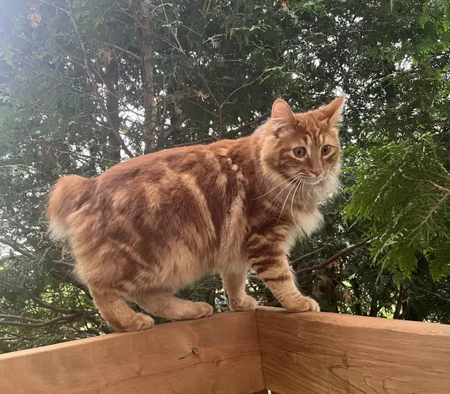 Kurilian bobtail enr TICA in Cats & Kittens for Rehoming in Trois-Rivières - Image 10