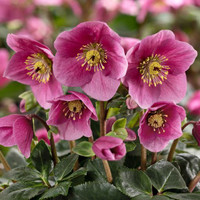 Hellabore Christmas Rose, Lenten Rose 'Lulu'