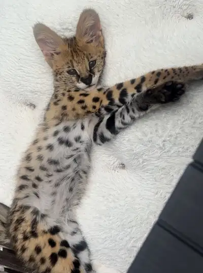 Serval Kitten - Male , View more