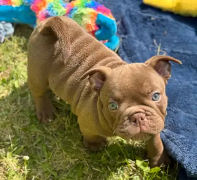 Micro Bulldog babies, View more