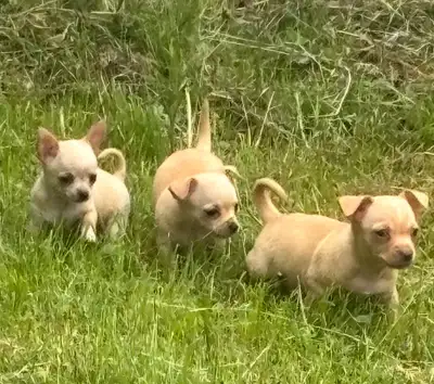 Chihuahuas available , View more