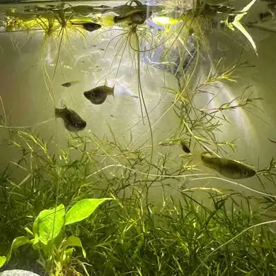 juvenile female guppies, Voir plus