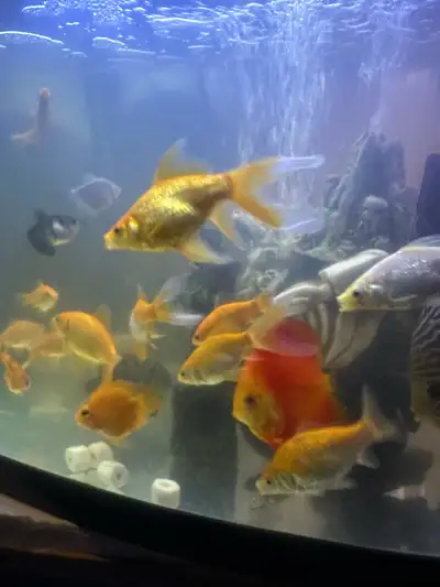 I am selling a collection of goldfish currently housed in a well-maintained aquarium environment. Th...