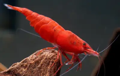 Deep Red Cherry Shrimp, View more
