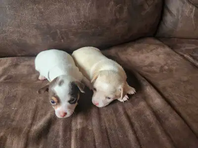 Mini pinscher/chihuahua,chihuahua  puppies, View more