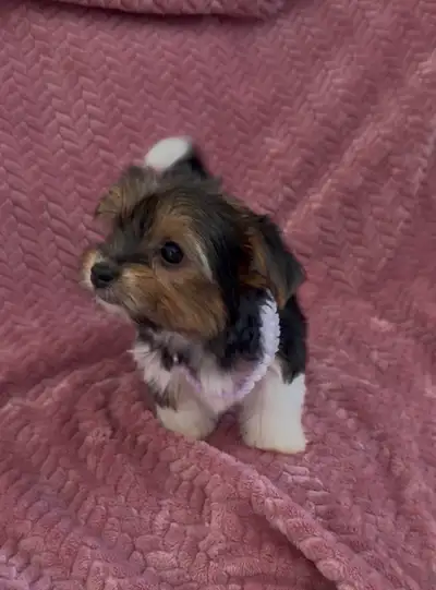 Belle petite fille Morkie Biewer ( Yorkshire/Bichon), View more