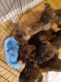 Mastiff & Engish bulldog pups  3 girls.,2 boys $800.