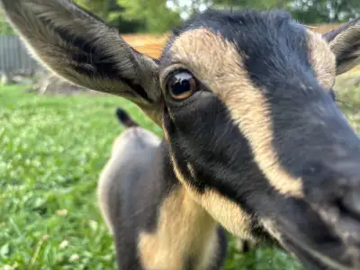 $500 each goat Young healthy goats from ages 2.5months - 1.25 yrs FAMILY OF NIGERIAN DWARF GOATS Pur...