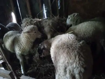 Hello I am thining my group of sheep out a bit and have 4 young female breeders and 3 5 month old ma...
