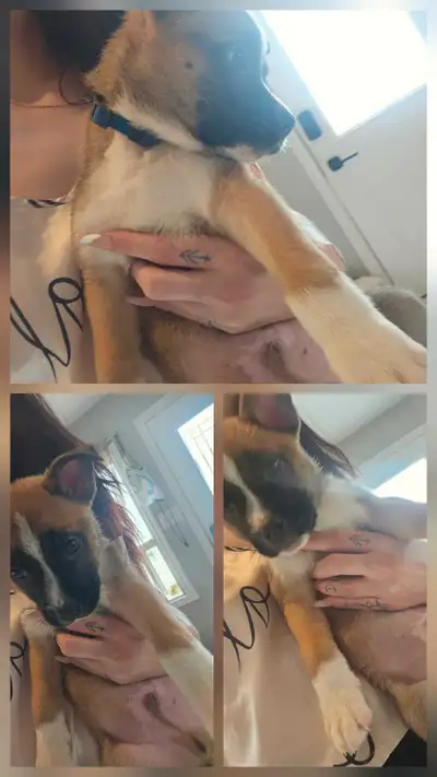 ONLY 6 boys and 2 girls Left !Any Pup posted in photos are still available. **Photos updated weekly,...