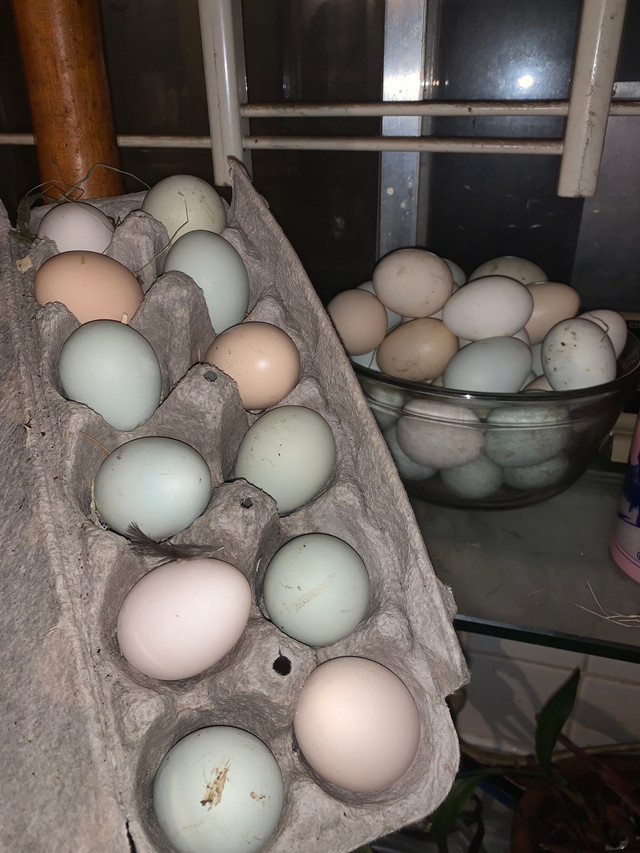 Easter Egger -   14 Day old chicks  $7 each  dans Animaux de ferme  à Ville de Montréal - Image 4
