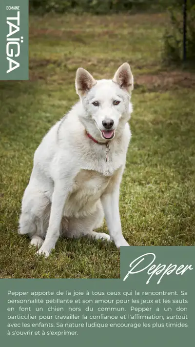 2 chiens éduqués cherche une famille, View more
