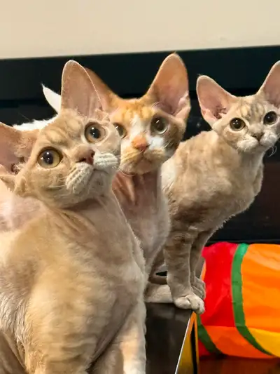 Devon Rex Kittens, View more