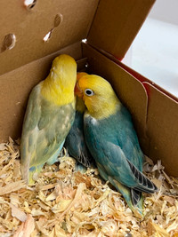Fischer lovebirds babies