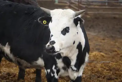 Speckled Park cow, View more
