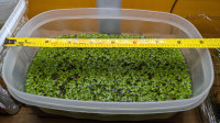 Lentille d'eau (Duckweed) - Plante flottante pour aquarium