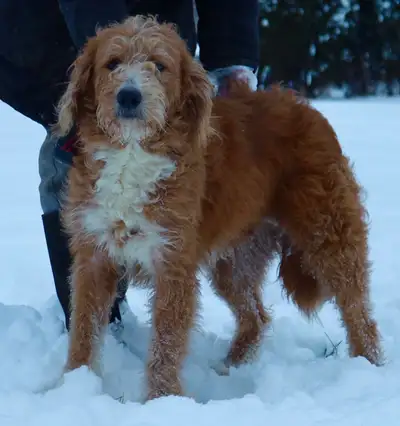 We have a female goldendoodle looking for a forever home. She has been raised with kids and other do...
