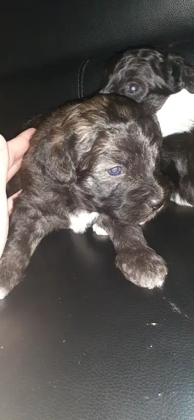 Welcome! We have 1 male and 1 female mini aussiedoodle pup available. Mom is a pure tri color mini a...