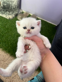 british shorthairCats & Kittens For Rehoming