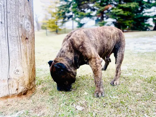 Presa Canario – Calm Guardian – 4.5 Years – Fully Vaccina | Dogs ...
