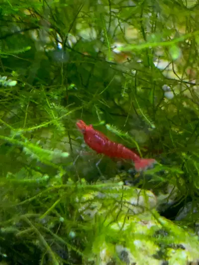 High Grade Cherry Shrimp For Sale! (In Stock), View more