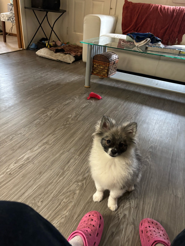 Ckc Pomeranian for sale in Dogs & Puppies for Rehoming in St. Albert