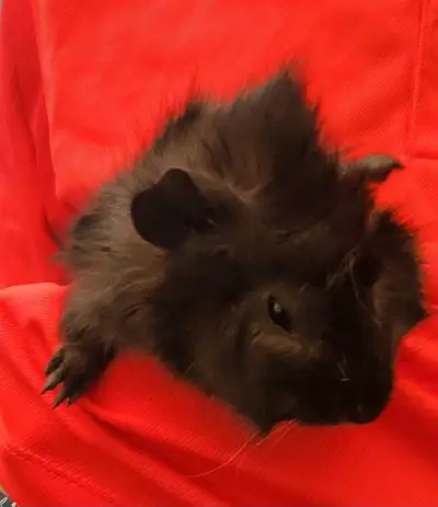 Very healthy baby guinea pig. Pick up only.
