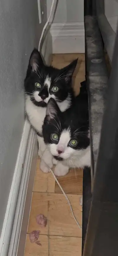 Found two kittens. Want them to go to a good home, View more