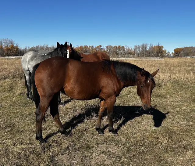 Red Hott Cat coming 2yr old filly in Horses & Ponies for Rehoming in St. Albert - Image 2