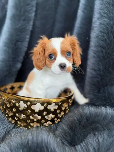 Cavalier King Charles Spaniel Puppy , View more