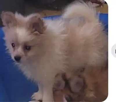 Only one male  left♥️ Pomeranian born Oct 17, View more