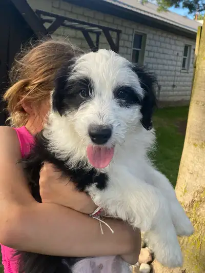 Mini AussieDoodle Puppies For Sale!, View more